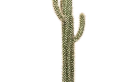Dekoration Plante Cactus Pot 170 cm